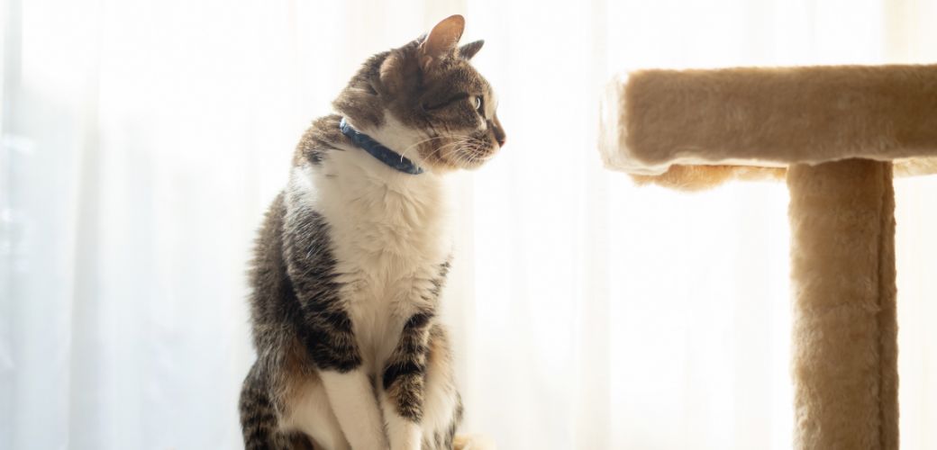 キャットウォーク