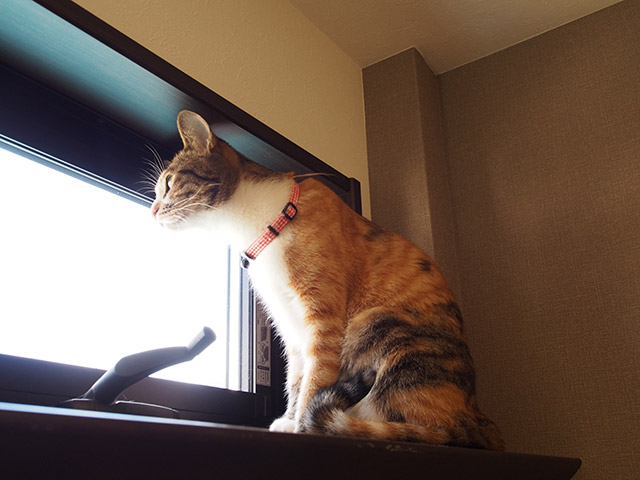 こだわりリノベーション